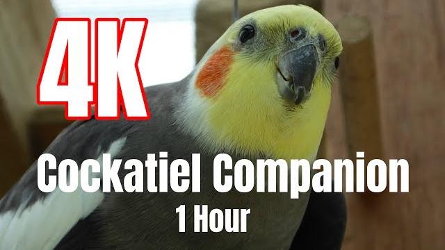 4k cockatiel companion 1 hour of bird sounds 4k cockatiel companion 1 hour of bird sounds