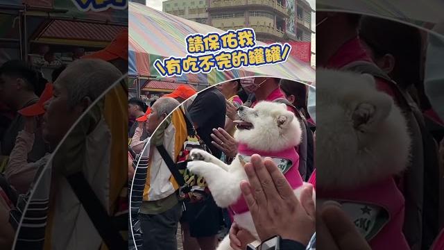 【虔誠小信徒】萌汪也來參拜白沙屯媽祖!毛掌上下揮動:請保佑我 #shorts 【虔誠小信徒】萌汪也來參拜白沙屯媽祖!毛掌上下揮動:請保佑我 #shorts