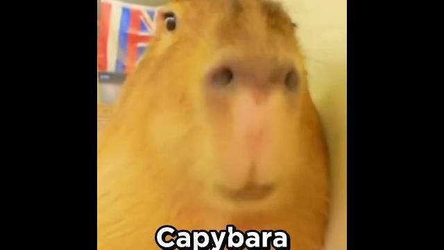 Capybara song Capybara song