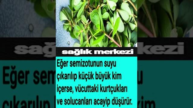 Semi̇z otu faydalari Semi̇z otu faydalari