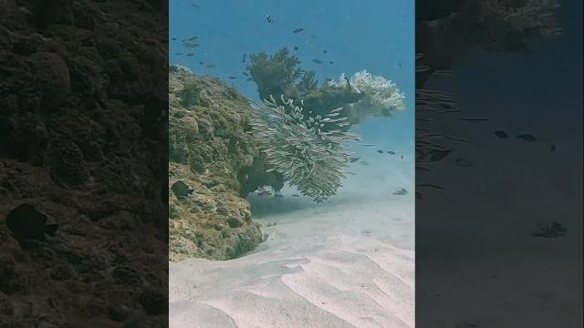Exploding ball of catfish #viral #nature #fish #ocean #gopro #mauritius #travel #venomous Exploding ball of catfish #viral #nature #fish #ocean #gopro #mauritius #travel #venomous