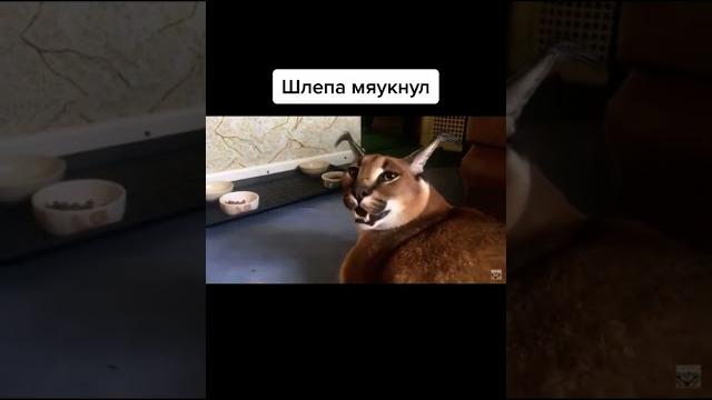 Шлёпа мяукнул️ видео от p_hellcat_q Шлёпа мяукнул️ видео от p_hellcat_q