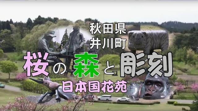 【秋田の桜名所】桜の森に彫刻が・日本国花苑(秋田県井川町) 【秋田の桜名所】桜の森に彫刻が・日本国花苑(秋田県井川町)