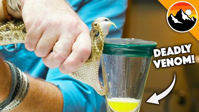 Deadliest job in america - snake milker! Deadliest job in america - snake milker!