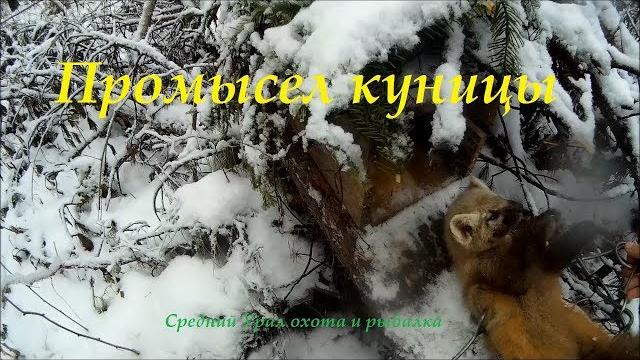 Охота на куницу капканами. капканный промысел. hunting for marten with traps. trapped fishing. Охота на куницу капканами. капканный промысел. hunting for marten with traps. trapped fishing.