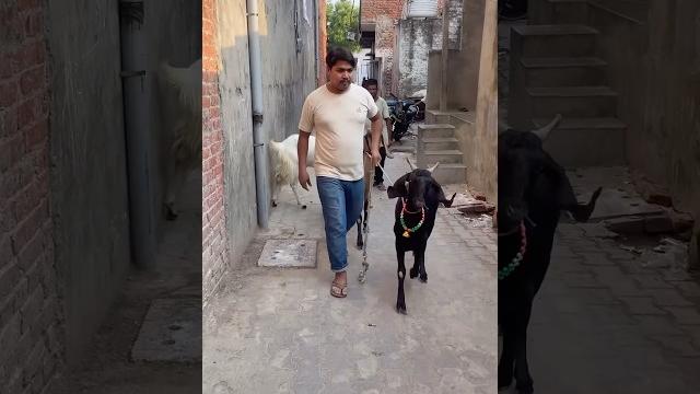 Qurbani ka bakara #reels #shots #qurbani #india Qurbani ka bakara #reels #shots #qurbani #india