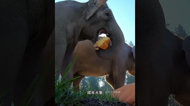大象为啥踩烂食物再吃?踩碎后口感会更好?这操作其实... #世界探索 大象为啥踩烂食物再吃?踩碎后口感会更好?这操作其实... #世界探索