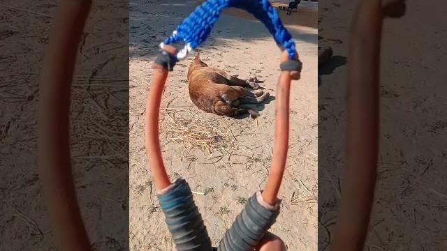 Gulel / slingshot #shorts Gulel / slingshot #shorts