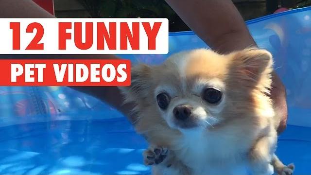12 funny pet videos compilation 2020 12 funny pet videos compilation 2020