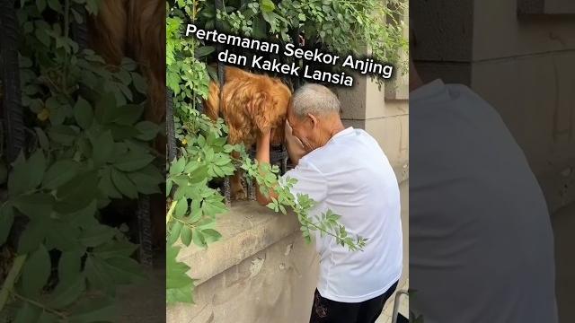 Pertemanan anjing dan kakek Pertemanan anjing dan kakek