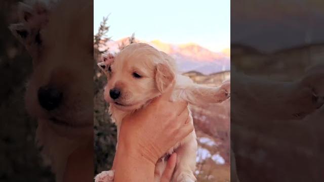 Can your baby puppy dance like that? Can your baby puppy dance like that?