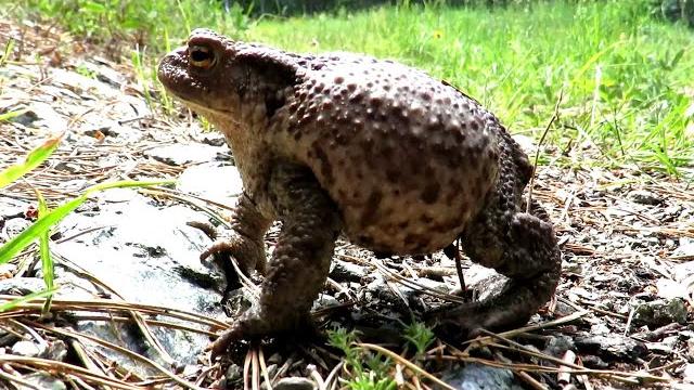 Жаба серая или обыкновенная жаба, common toad Жаба серая или обыкновенная жаба, common toad