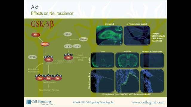 The study of akt - section 3 of 3.mp4 The study of akt - section 3 of 3.mp4