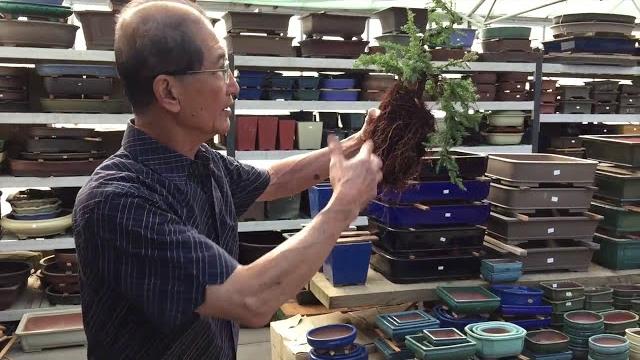 How to create a juniper cascade bonsai in around 15 mins! How to create a juniper cascade bonsai in around 15 mins!
