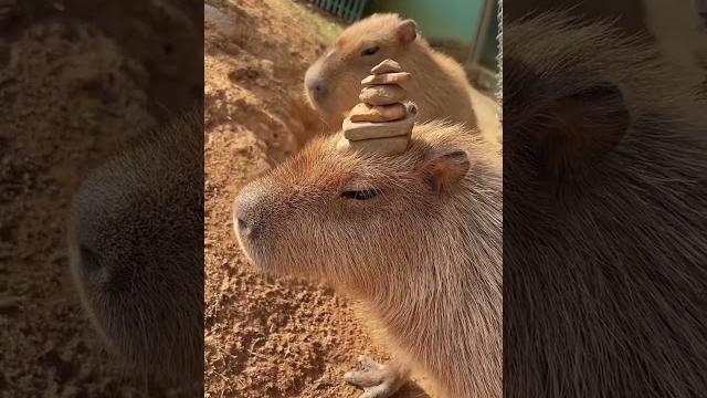 Capybara Capybara