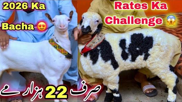 Pak colony bakra mandi latest update 13-june-2026 || har nasal ka bakra or dumba || bakra mandi Pak colony bakra mandi latest update 13-june-2026 || har nasal ka bakra or dumba || bakra mandi