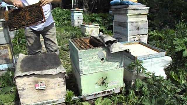 Что делать чтобы рои не улетали с пасеки - часть 1 Что делать чтобы рои не улетали с пасеки - часть 1