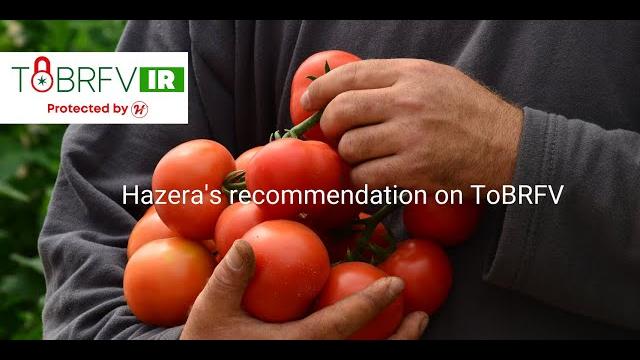 Hazera's recommendation on tobrfv Hazera's recommendation on tobrfv