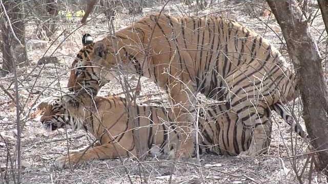 Tiger mating Tiger mating