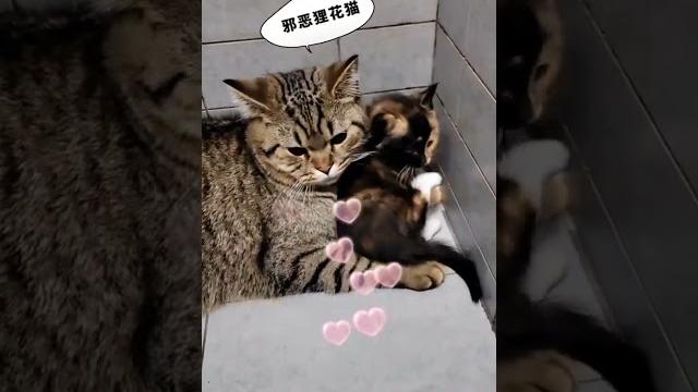 捡了只奶凶奶凶的狸花猫!竟然欺负三花猫…狸花猫 三花猫 小猫 捡了个猫 奶猫 捡了只奶凶奶凶的狸花猫!竟然欺负三花猫…狸花猫 三花猫 小猫 捡了个猫 奶猫