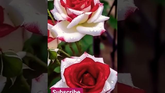 Ye gulbadan ye gulbadan fullon ki mahk # shammi kapoor # mohammad rafi song # romantic songs Ye gulbadan ye gulbadan fullon ki mahk # shammi kapoor # mohammad rafi song # romantic songs