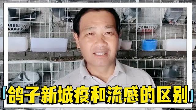 你们知道鸽子也有流感吗?发病有何特点?鸽子新城疫和流感的区别在哪里?【农村达叔】 你们知道鸽子也有流感吗?发病有何特点?鸽子新城疫和流感的区别在哪里?【农村达叔】