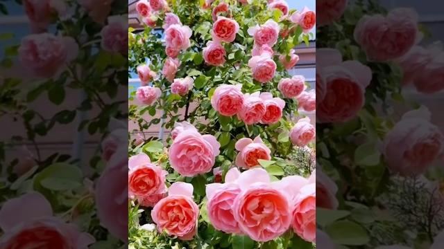 Beautiful pink rose garden (8/6) Beautiful pink rose garden (8/6)