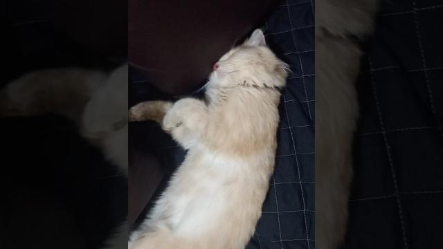 Cute cat #shortvideo #shorts #catvideos #viralshort #cat #cute #catlover #animals #purr #pets #funny Cute cat #shortvideo #shorts #catvideos #viralshort #cat #cute #catlover #animals #purr #pets #funny