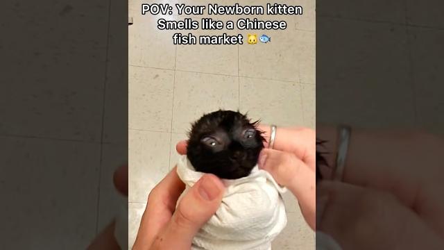 Before her bath she’s smelt like straight up bung bung#pov #cat #newbornkittens #catbath Before her bath she’s smelt like straight up bung bung#pov #cat #newbornkittens #catbath