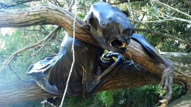 10 creepiest things found deep in the woods 10 creepiest things found deep in the woods