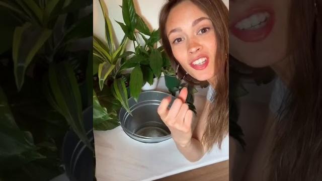 Если почва вашего цветка не впитывает воду Если почва вашего цветка не впитывает воду