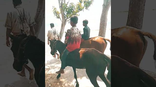 Bangladeshi villege horse. Bangladeshi villege horse.