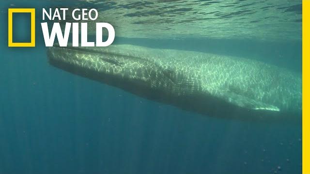 Blue whales 101 | nat geo wild Blue whales 101 | nat geo wild