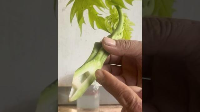 Papaya tree propagation techniques Papaya tree propagation techniques