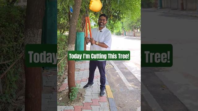 Why tree trimming before monsoon is necessary! Why tree trimming before monsoon is necessary!