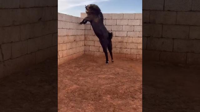 Watch the goat jump Watch the goat jump
