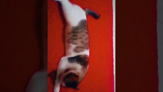 Bokep Bokep
