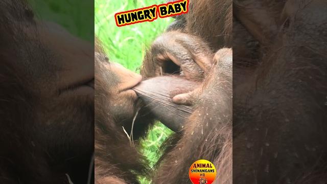 Hungry baby #ouch #feeding Hungry baby #ouch #feeding
