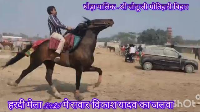 हरदी मेला मे विकास सवार का जलवा //सोनू जी मोतिहारी //#horse #sindhihorse #horseracing #horserace हरदी मेला मे विकास सवार का जलवा //सोनू जी मोतिहारी //#horse #sindhihorse #horseracing #horserace