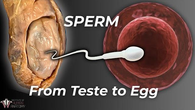 How sperm actually makes it to the egg How sperm actually makes it to the egg
