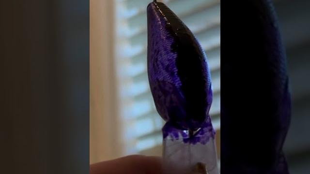 How i to paint lures with a brush How i to paint lures with a brush