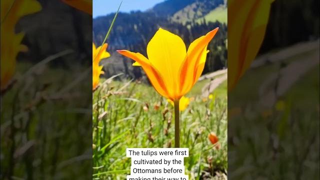 Wild tulips of kazakhstan Wild tulips of kazakhstan