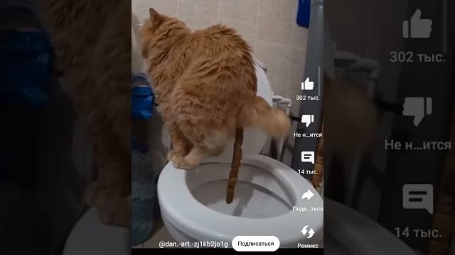 Кот какает в туалете #кот Кот какает в туалете #кот