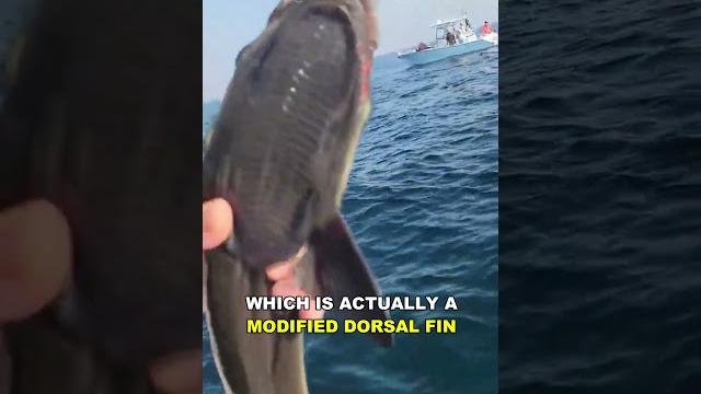 Remora | nature's suction cup Remora | nature's suction cup