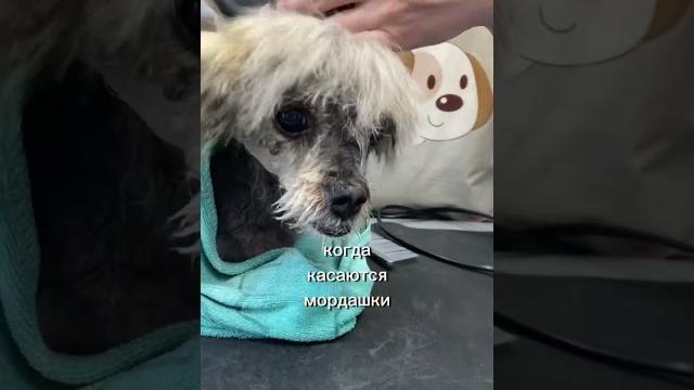 Груминг агрессивной собачки #viral #fyp #dog #pet #animal #собака #doglover #happy #грумер #puppy Груминг агрессивной собачки #viral #fyp #dog #pet #animal #собака #doglover #happy #грумер #puppy