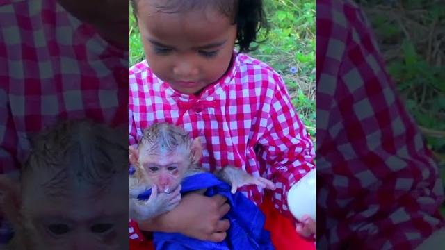 Breastfeeding monkeys and girl #babymonkeyvideos #cute #babymonkeyandants #babymonky #2020babymonky Breastfeeding monkeys and girl #babymonkeyvideos #cute #babymonkeyandants #babymonky #2020babymonky