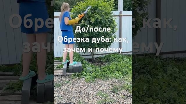 До/после: обрезка дуба для сдерживания роста и здоровья растения #садоводство #сад #дача До/после: обрезка дуба для сдерживания роста и здоровья растения #садоводство #сад #дача