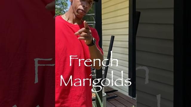 Marigolds are not equal! french marigolds Marigolds are not equal! french marigolds