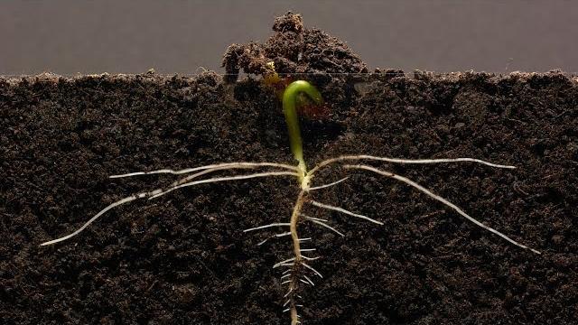 Bean time-lapse - 25 days | soil cross section Bean time-lapse - 25 days | soil cross section