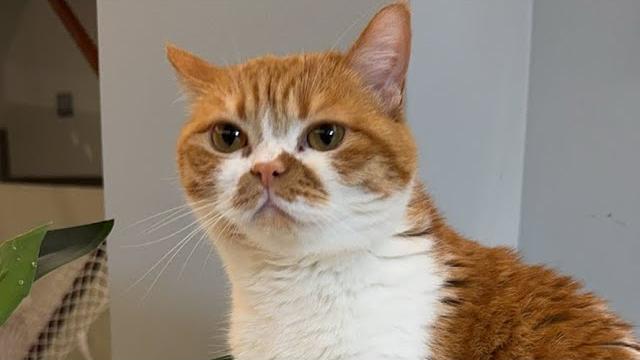 【直播】三只猫控制不住粑粑,铲屎官今年是跟菊花杠上了|李喜猫 【直播】三只猫控制不住粑粑,铲屎官今年是跟菊花杠上了|李喜猫